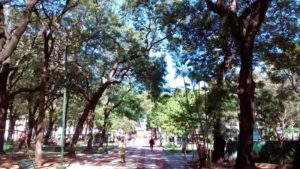Plaza Uruguay Trees 2